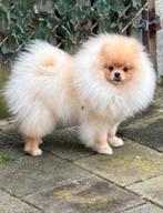 Mini pomeriaan teefje 10 centimeter hoog tekoop in belgie, Parvo, België, Particulier, Keeshond