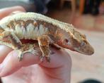 Wimpergekko vrouw  lilly white, Dieren en Toebehoren, Hagedis