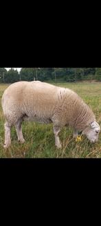 Engelse Texelaar Ooien, Dieren en Toebehoren, Schapen, Geiten en Varkens, Vrouwelijk, Schaap