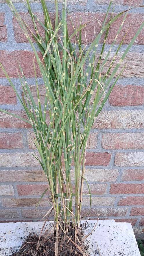 Tijgergras - Prachtriet, Tuin en Terras, Planten | Tuinplanten, Vaste plant, Siergrassen, Volle zon, Herfst, Ophalen