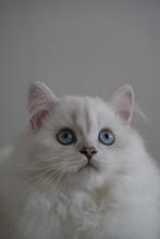 British Longhair Lilac Point, Dieren en Toebehoren, Meerdere dieren, Gechipt, 0 tot 2 jaar