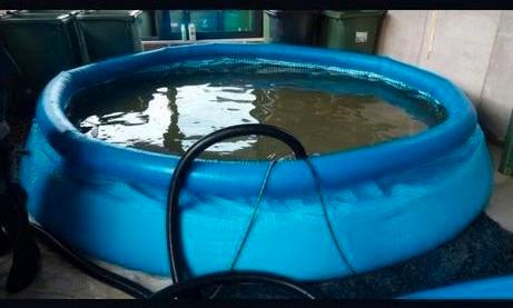 INTEX Opblaasbaar zwembad - 4 meter doorsnede, Tuin en Terras, Zwembaden, Gebruikt, Opblaaszwembad, Minder dan 80 cm, 400 cm of meer