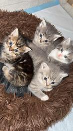 4 mooie kittens, Ophalen of Verzenden