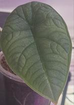 Alocasia Melo, Huis en Inrichting, Kamerplanten, Ophalen of Verzenden, Halfschaduw, Minder dan 100 cm