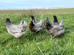 Jonge tamme bleu de landes kippen hennen gesekst en ingeënt, Dieren en Toebehoren, Pluimvee, Vrouwelijk, Kip