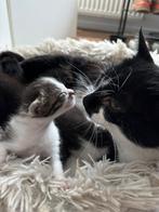 4 prachtige kittens, Dieren en Toebehoren, Katten en Kittens | Overige Katten, Geslacht onbekend, Kortharig, 0 tot 2 jaar