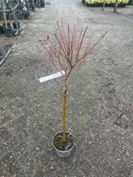 Wilg op stam - Sierlijke tuinboom, Bloeit niet, Overige soorten, 100 tot 250 cm, Ophalen