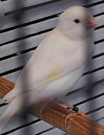 Echte waterslagers kanarie.s 2025, Dieren en Toebehoren, Vogels | Kanaries, Mannelijk, Zangkanarie