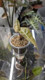 Alocasia Polly Variegata Aurea in zelfwaterende pot, Tuin en Terras, Ophalen of Verzenden