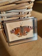 Taxidermie Vlinder Dagpauwoog, Antiek en Kunst, Curiosa en Brocante, Ophalen of Verzenden