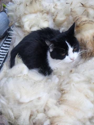 warme zachte Schapenwol /Vulwol voor in een Katten kussen   beschikbaar voor biedingen