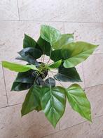 Nep plant - plastic, Ophalen of Verzenden, Overige soorten, Minder dan 100 cm