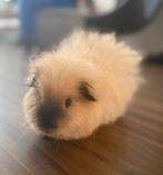 CH Teddy beertje – Buff Choco California, Cavia, Februari, Mannelijk, Tam