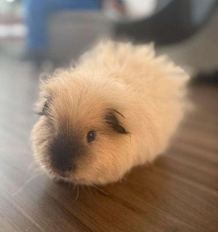 CH Teddy beertje – Buff Choco California, Dieren en Toebehoren, Knaagdieren, Mannelijk, Cavia, Februari, Tam