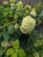 Hortensia 'Annabelle' - Prachtige bloemen! 5 stuks, Tuin en Terras, Planten | Tuinplanten, Vaste plant, Halfschaduw, Zomer, Ophalen