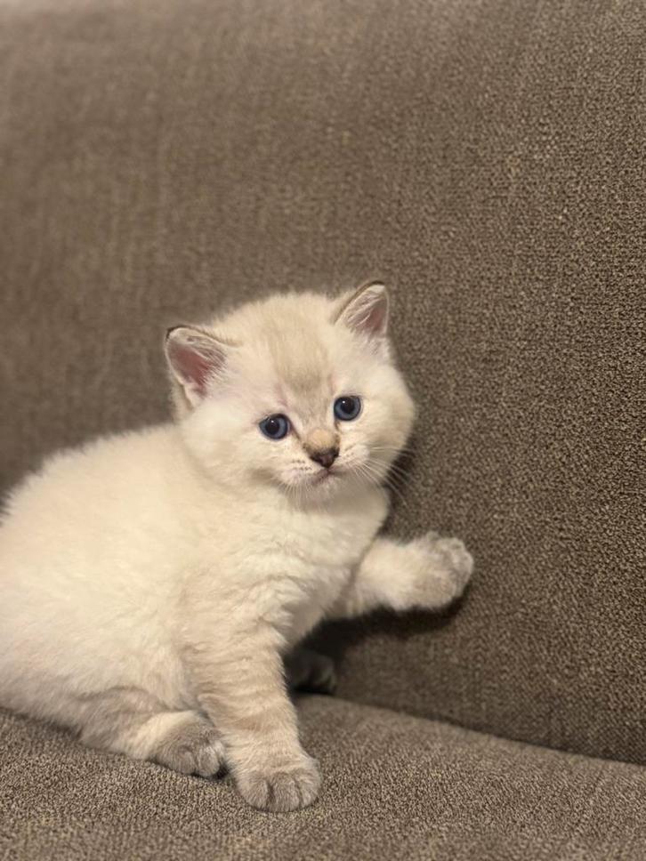 Prachtige bluepoint /  British Shorthair kittens te koop, Dieren en Toebehoren, Katten en Kittens | Raskatten | Korthaar, Meerdere dieren