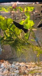 Mooie jonge Black molly,s, Dieren en Toebehoren, Vis, Zoetwatervis, Schoolvis