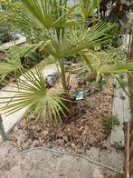 Palm, 100 tot 250 cm, Zomer, Palmboom, Ophalen