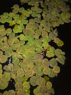 Phyllanthus fluitans, drijfplant voor aquarium, Ophalen of Verzenden, Nieuw, Plant(en), Steen of Hout