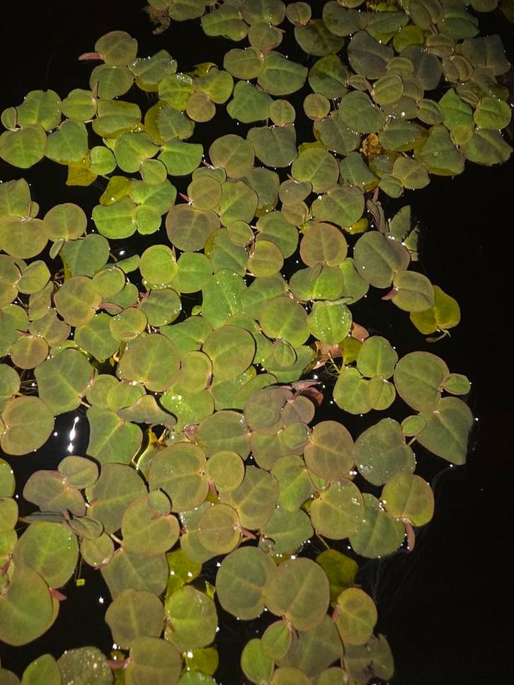 Phyllanthus fluitans, drijfplant voor aquarium, Dieren en Toebehoren, Vissen | Aquaria en Toebehoren, Nieuw, Plant(en), Steen of Hout