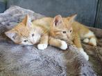 Lieve sociale kittens, ontvlooid en ontwornd, Dieren en Toebehoren, Katten en Kittens | Overige Katten, Kater, Kortharig, 0 tot 2 jaar