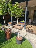 Hybiscus op stam 1,5M, Tuin en Terras, Ophalen of Verzenden, 100 tot 250 cm, Zomer, Volle zon