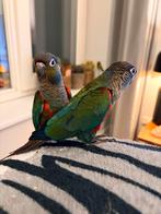 Twee super tamme Pyrrhura  parkieten, Dieren en Toebehoren, Meerdere dieren, Parkiet, Tam