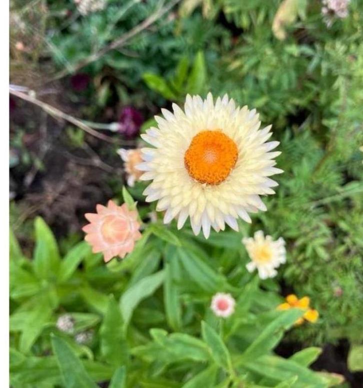 Helichrysum creamy white zaden, Tuin en Terras, Bloembollen en Zaden, Volle zon, Ophalen of Verzenden