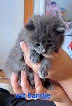 Ragdoll kittens uit geteste ouders, Dieren en Toebehoren, Katten en Kittens | Raskatten | Langhaar, Meerdere dieren, Gechipt