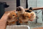 Eastereggers, Araucana, marans kuikens, Dieren en Toebehoren, Pluimvee