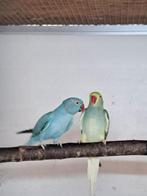 Halsbandparkieten, Dieren en Toebehoren, Vogels | Parkieten en Papegaaien, Meerdere dieren, Parkiet