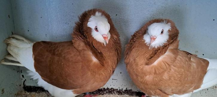 Te koop sierduiven Oudhollands kapucijnen duiven, Dieren en Toebehoren, Vogels | Duiven, Overige soorten, Meerdere dieren