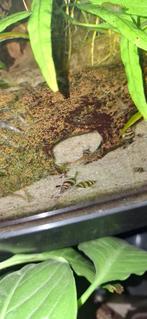 Helena slakken, Dieren en Toebehoren, Vissen | Aquariumvissen, Slak of Weekdier