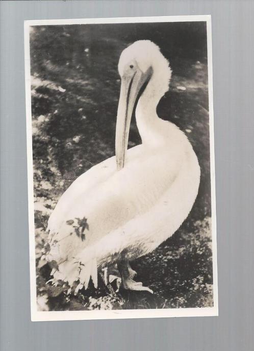 2276 Oude kaart dierenpark Wassenaar vogel pelikaan, Verzamelen, Ansichtkaarten | Dieren, Gelopen, Vogel, Verzenden