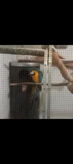 Broeibok, Dieren en Toebehoren, Vogels | Overige Vogels