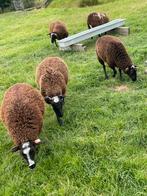 5 ooien bont x schoonebeeker, Dieren en Toebehoren, Schapen, Geiten en Varkens, Vrouwelijk, Schaap, 0 tot 2 jaar