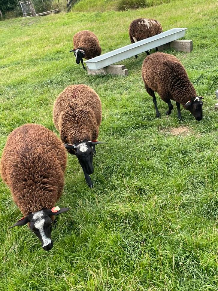 5 ooien bont x schoonebeeker, Dieren en Toebehoren, Schapen, Geiten en Varkens, Schaap, Vrouwelijk, 0 tot 2 jaar