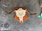 Eland schedel gewei taxidermie taxidermy, Ophalen, Zo goed als nieuw, Hert, Schedel