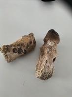 Fossiele tanden, Verzamelen, Mineralen en Fossielen, Ophalen of Verzenden, Fossiel