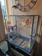 Te koop hand tamme pyrrhura, Mannelijk, Tropenvogel