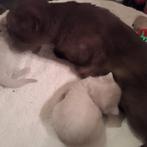 Britskorthaar kittens met stamboom fawn en lilac, Meerdere dieren, Met stamboom