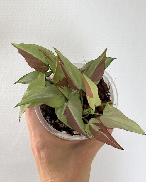 Syngonium 'Orm Nagpum' 2, Huis en Inrichting, Kamerplanten, Overige soorten, Minder dan 100 cm, Ophalen of Verzenden