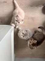 De liefste en mooiste Britse langhaar kittens, Meerdere dieren, Ontwormd, 0 tot 2 jaar