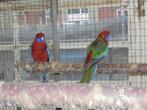 Te koop een koppel jonge rode penanten, Dieren en Toebehoren, Vogels | Parkieten en Papegaaien, Meerdere dieren, Parkiet, Geringd