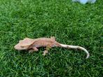 1.0 Wimpergekko Phantom 2024 18 gram, Hagedis