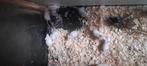 Jonge kleurmuizen, Dieren en Toebehoren, Knaagdieren, Juni, Meerdere dieren, Overige typen