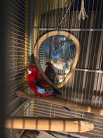 Prachtrosella (Platycercus eximius), Mannelijk, Parkiet, Tam