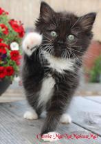 Ragdoll kittens met Prachtige buitenlandse stamboom, Dieren en Toebehoren, Meerdere dieren, Gechipt