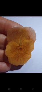 Vintage broche echte viooltjes, Sieraden, Tassen en Uiterlijk, Broches, Ophalen of Verzenden, Zo goed als nieuw, Overige materialen