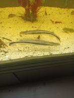 koppel spatelbekmeerval 20cm te koop gaan samen weg rovers, Vis, Zoetwatervis